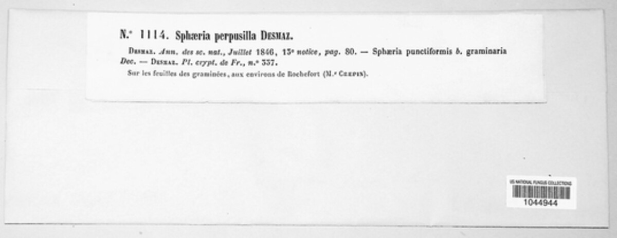 Guignardia image